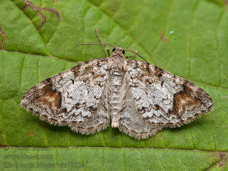 Cidarie Orme Dyskotka wiązówka Discoloxia blomeri