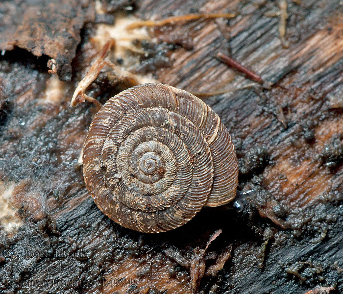 Discus rotundatus Vrásenka okrouhlá Krążałek plamisty улитка дисковая пятнистая