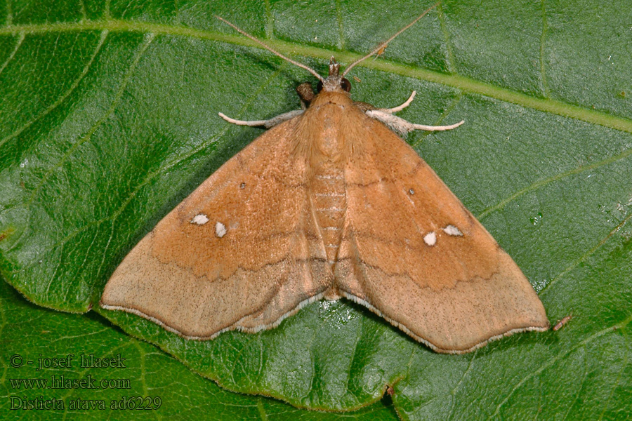 Disticta atava