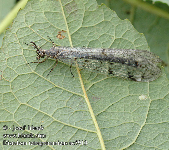 Distoleon tetragrammicus Mravkolev ostruhatý