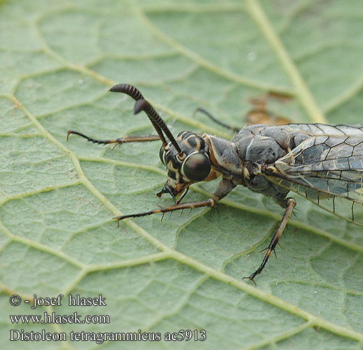 Distoleon tetragrammicus Mravkolev ostruhatý