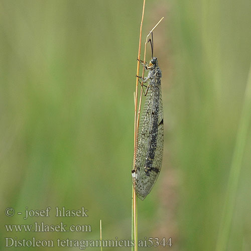 Distoleon tetragrammicus Mravkolev ostruhatý Fourmilion longicorne tétragramme Négyfoltos hangyaleső Vierfleckige Ameisenjungfer Муравьиный лев пятнокрылый