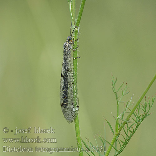 Distoleon tetragrammicus Vierfleckige Ameisenjungfer Муравьиный лев пятнокрылый Mravkolev ostruhatý Fourmilion longicorne tétragramme Négyfoltos hangyaleső