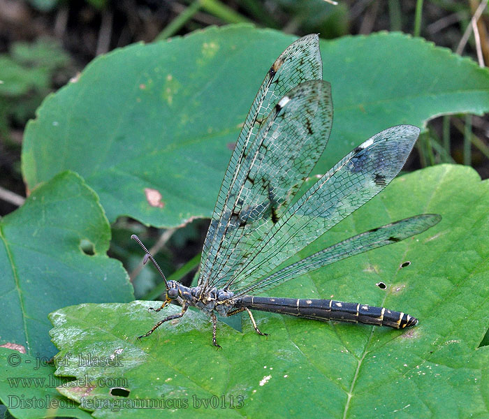 Fourmilion longicorne tétragramme Distoleon tetragrammicus