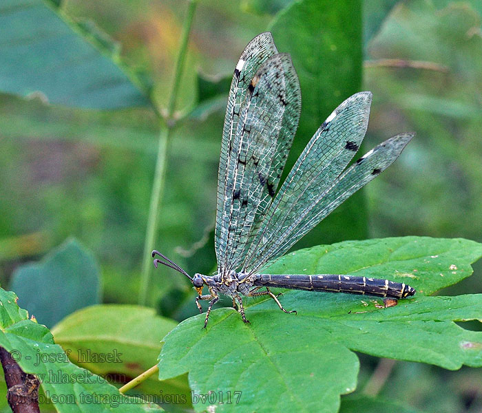 Négyfoltos hangyaleső Distoleon tetragrammicus