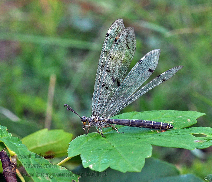 Vierfleckige Ameisenjungfer Distoleon tetragrammicus