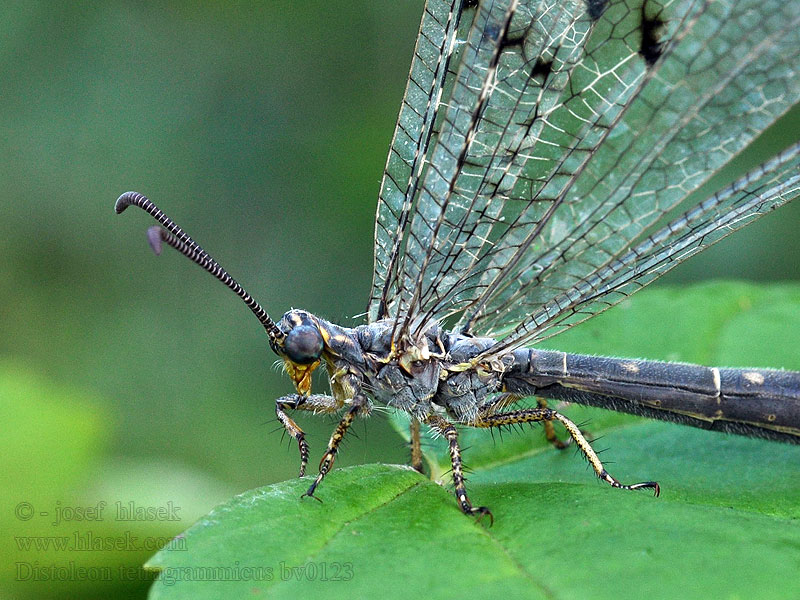 Distoleon tetragrammicus Mravkolev ostruhatý Fourmilion longicorne tétragramme