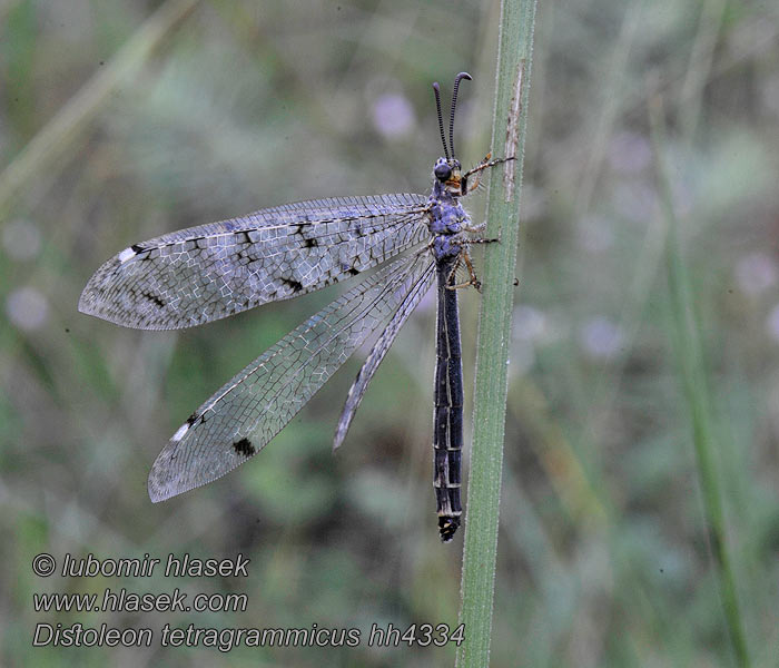 Муравьиный лев пятнокрылый Distoleon tetragrammicus