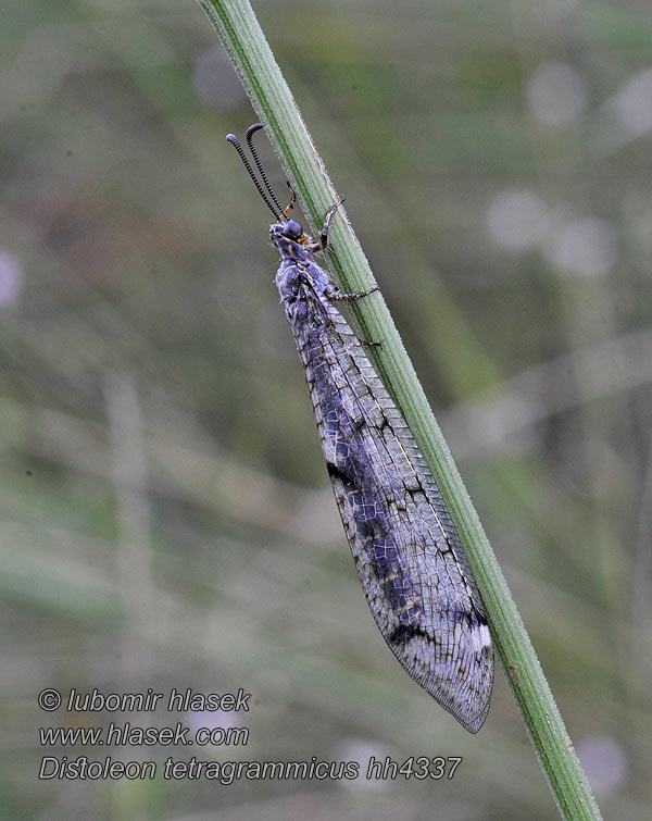 Distoleon tetragrammicus