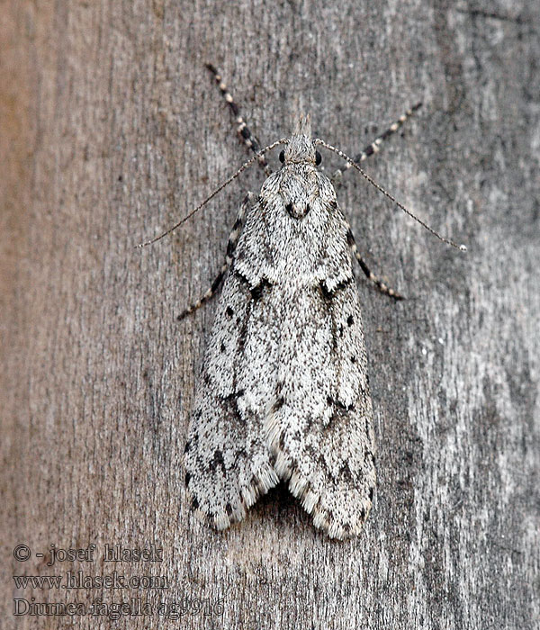 Diurnea fagella