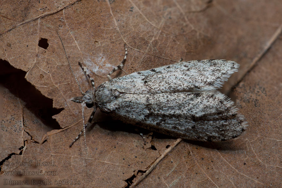 Diurnea fagella