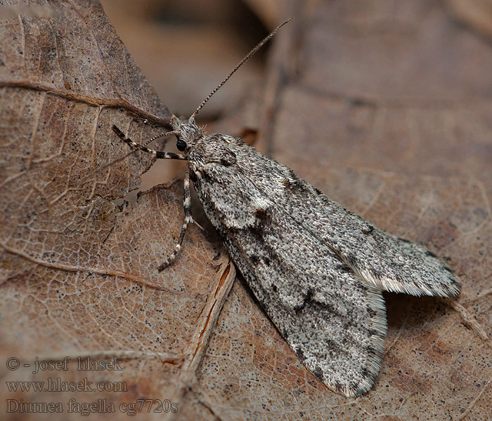 Diurnea fagella