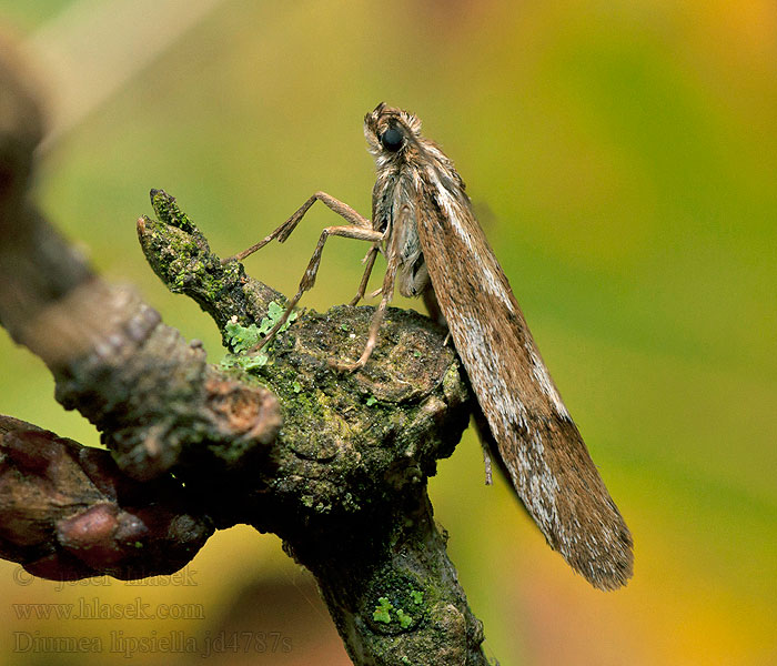 Faulholzmotte Diurnea lipsiella