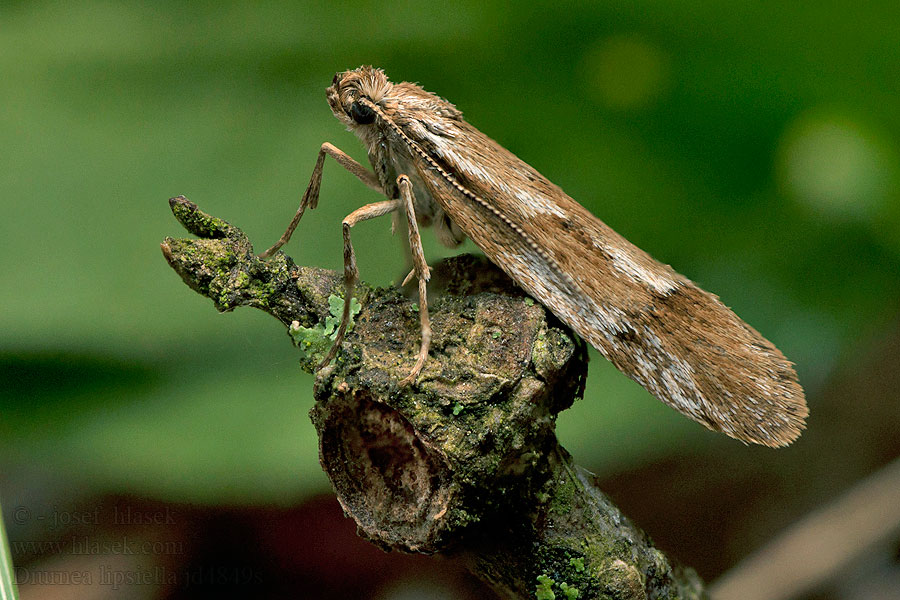 Télimoly Diurnea lipsiella