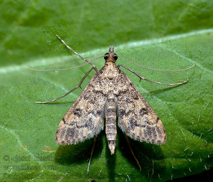 Dolicharthria bruguieralis Botys Brugières