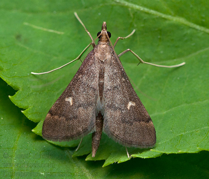 Long-legged China-mark Dolicharthria punctalis