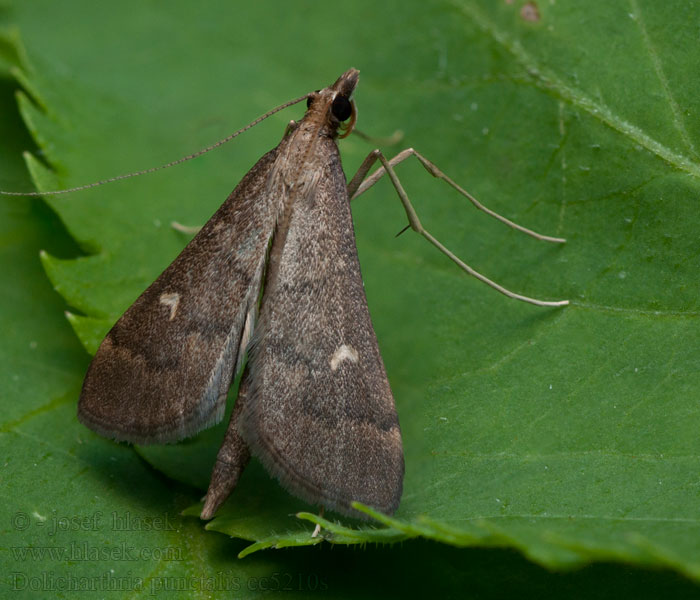 Vijačka ďatelinová Dolicharthria punctalis