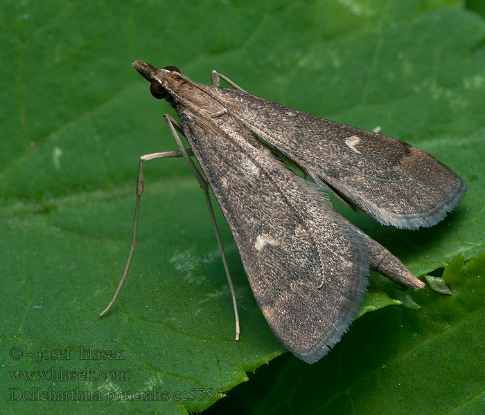 Pitkäkoipikoisa Punktsmalmott Dolicharthria punctalis