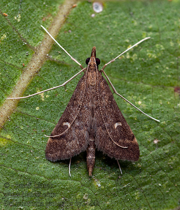 Long-legged China-mark Dolicharthria punctalis