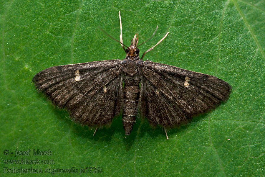 Dolicharthria stigmosalis