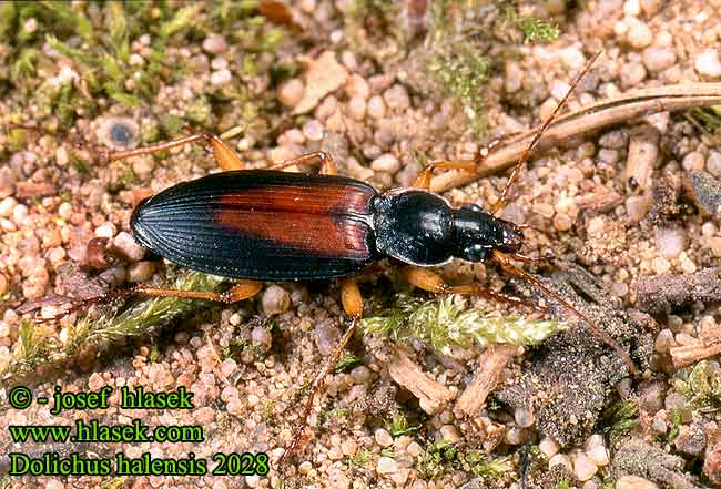 Dolichus halensis 2028