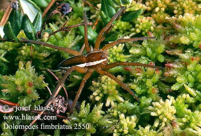 Dolomedes fimbriatus Lovčík vodní Gerandete Jagdspinne