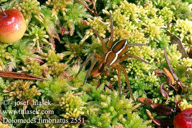 Dolomedes fimbriatus Bagnik przybrzeżny Охотник каёмчатый