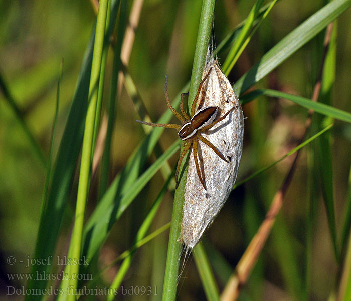 Dolomedes fimbriatus Gerande oeverspin Raft spider