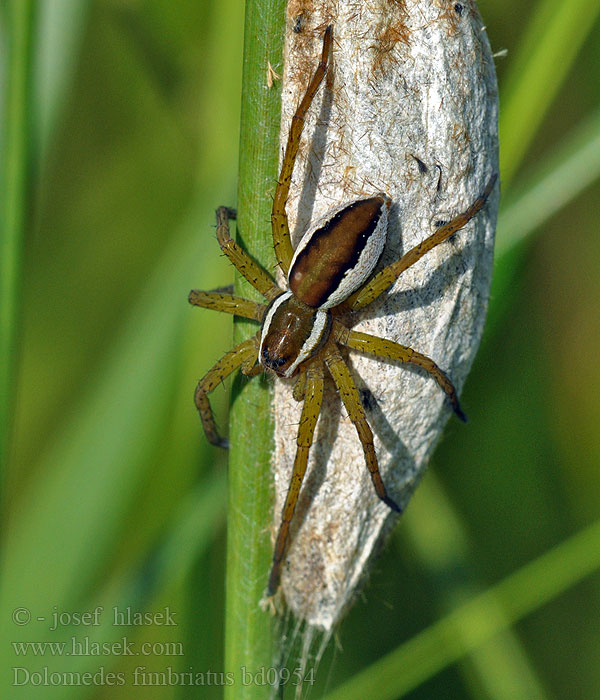 Dolomedes fimbriatus Szegélyes vidrapók Lovčík pobrežný