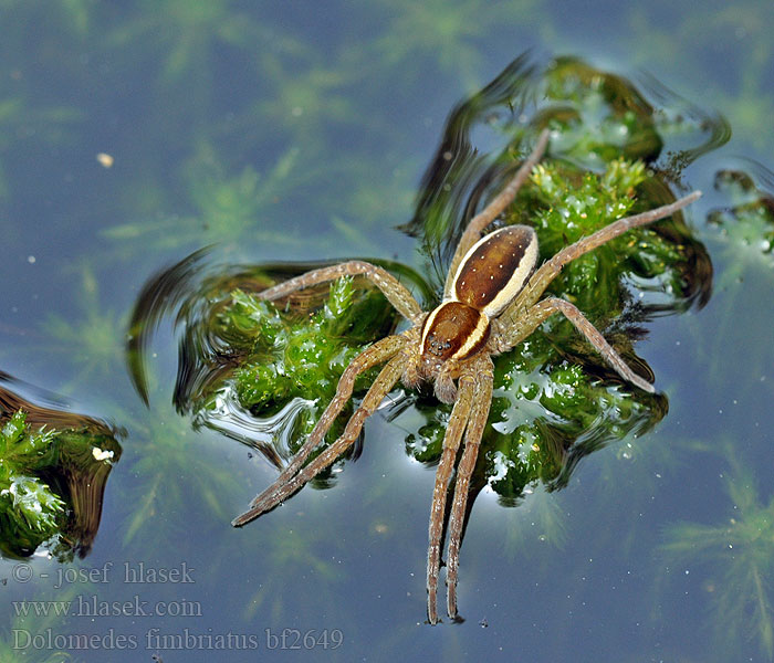 Dolomedes fimbriatus Kärrspindel Dolomède marais