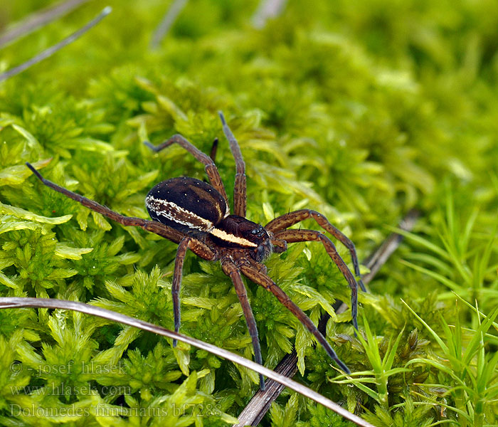 Dolomedes fimbriatus Rantahämähäkki Myredderkopp