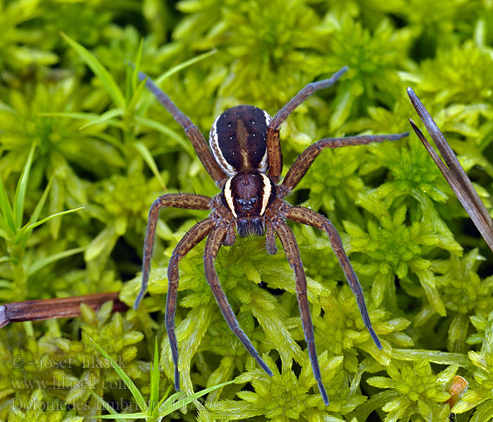 Dolomedes fimbriatus Araña balsa 水涯狡蛛