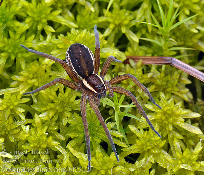 Lovčík vodní Dolomedes fimbriatus