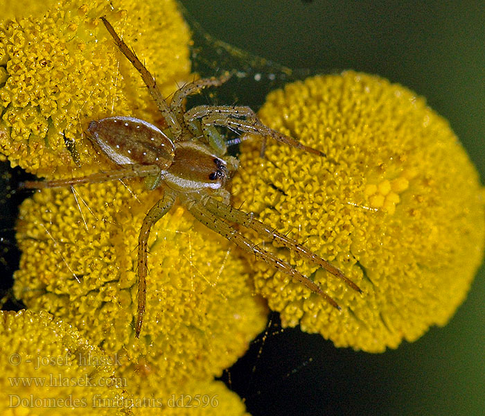 Gerandete Jagdspinne Dolomedes fimbriatus