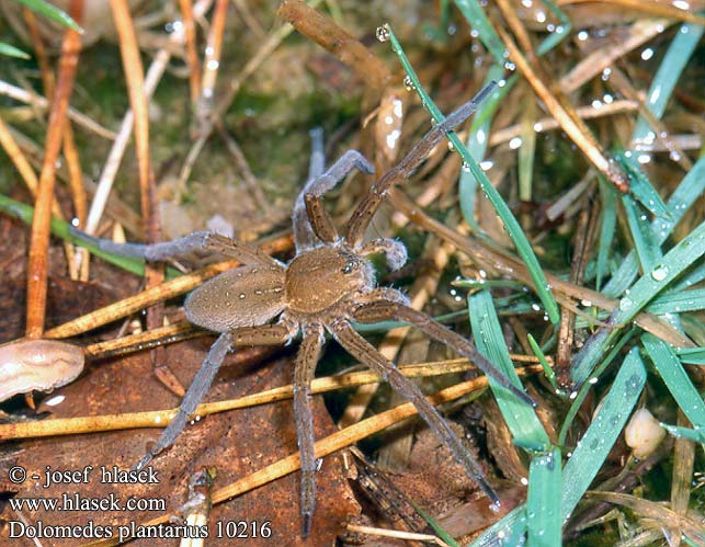 Dolomedes plantarius 10216