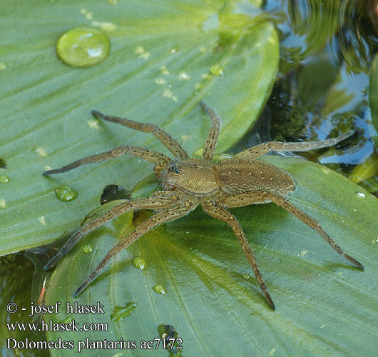 Dolomedes plantarius ac7172