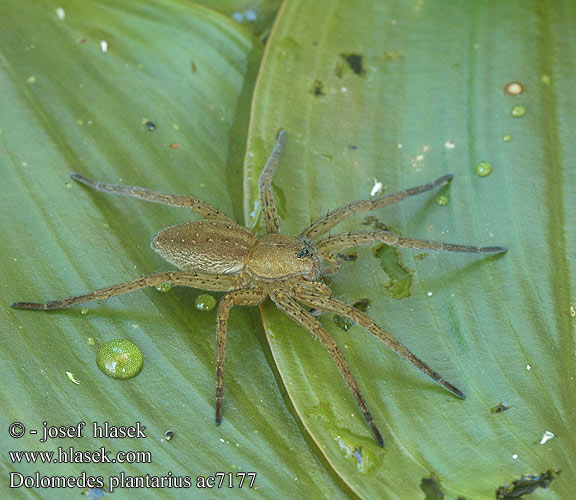 Dolomedes plantarius ac7177