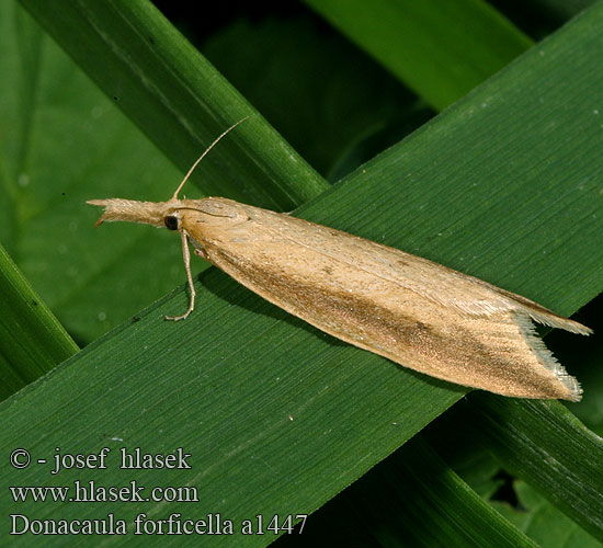 Donacaula forficella Schoenobius forficellus Liesgrassnuitmot