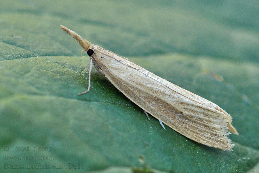 Liesgrassnuitmot Vlotgrasstengelboorder Donacaula forficella