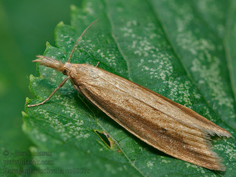 Donacaula forficella Schoenobius forficellus Liesgrassnuitmot Vlotgrasstengelboorder