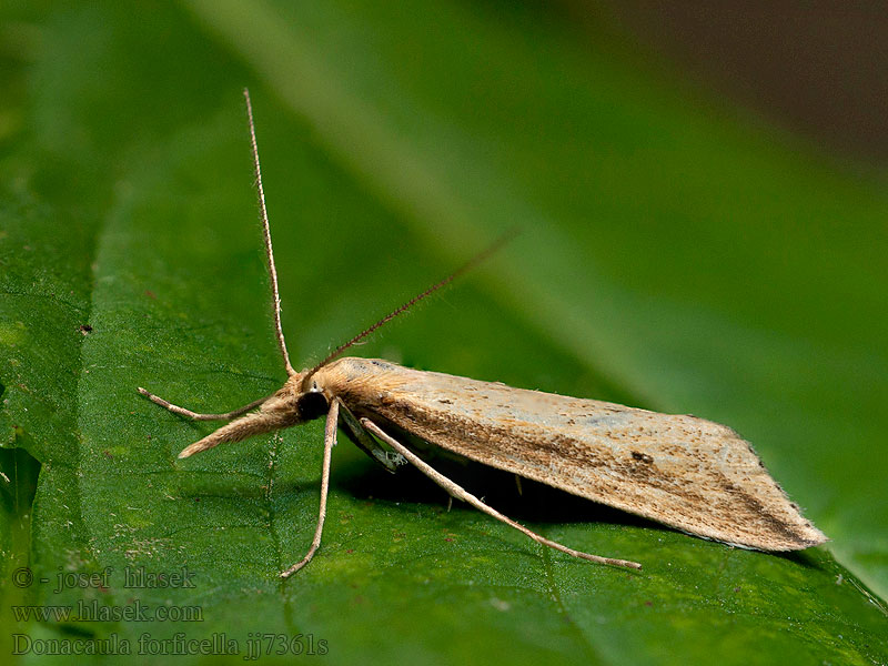 Schoenobius forficellus Liesgrassnuitmot Vlotgrasstengelboorder Donacaula forficella