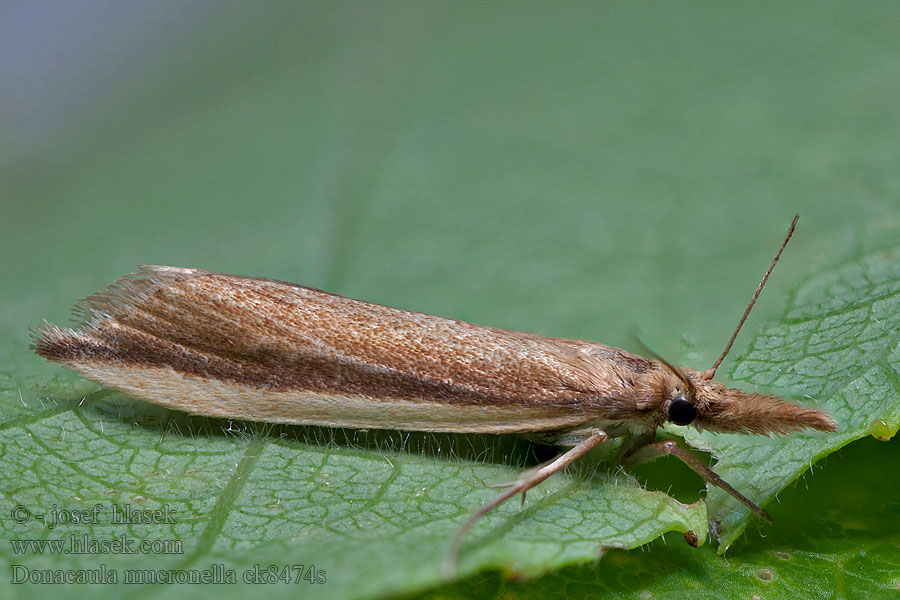 Donacaula mucronella Langstreifiger Schilfzünsler Zeggesnuitmot