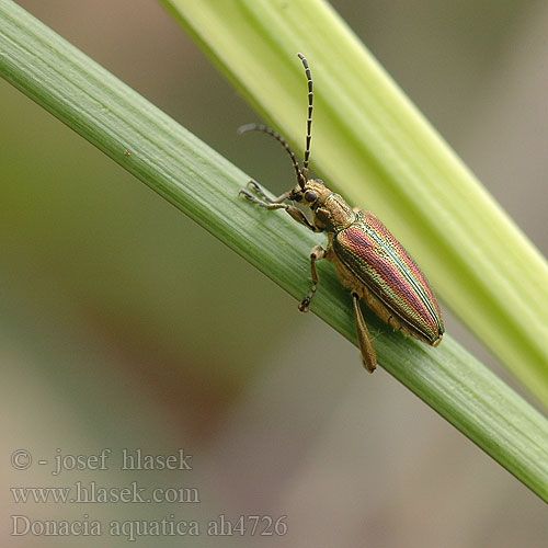 Donacia aquatica Rákosníček pruhovaný Радужница водяная 本種はヨーロッパに分布する Reed Beetle takket sivbuk Välkeruokokuoriainen