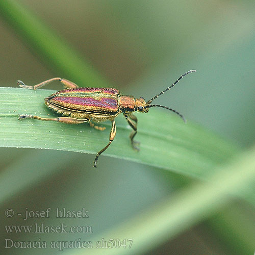 Donacia aquatica Радужница водяная 本種はヨーロッパに分布する Reed Beetle takket sivbuk Välkeruokokuoriainen