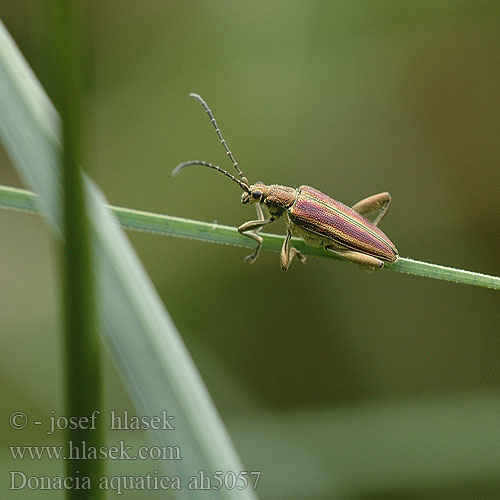 Donacia aquatica Reed Beetle takket sivbuk Välkeruokokuoriainen Rákosníček pruhovaný Радужница водяная