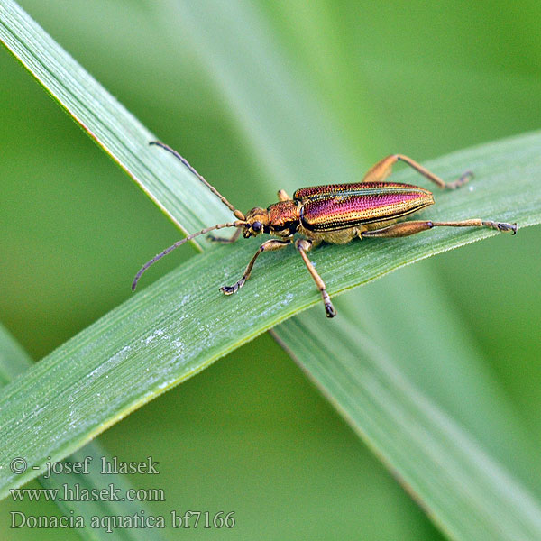 本種はヨーロッパに分布する Donacia aquatica Reed Beetle takket sivbuk Välkeruokokuoriainen Rákosníček pruhovaný Радужница водяная