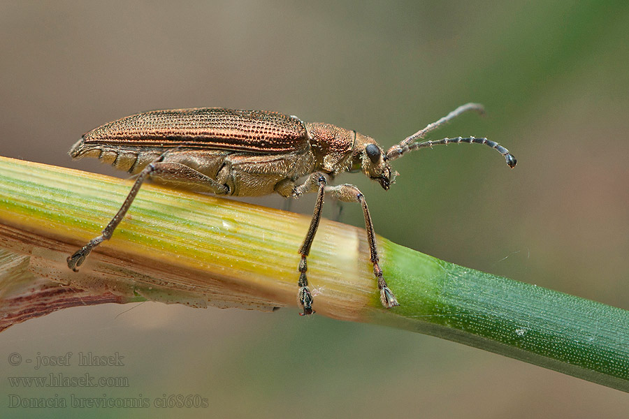 Donacia brevicornis