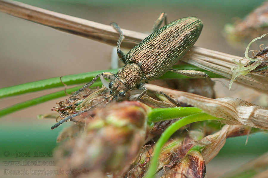 Donacia brevicornis