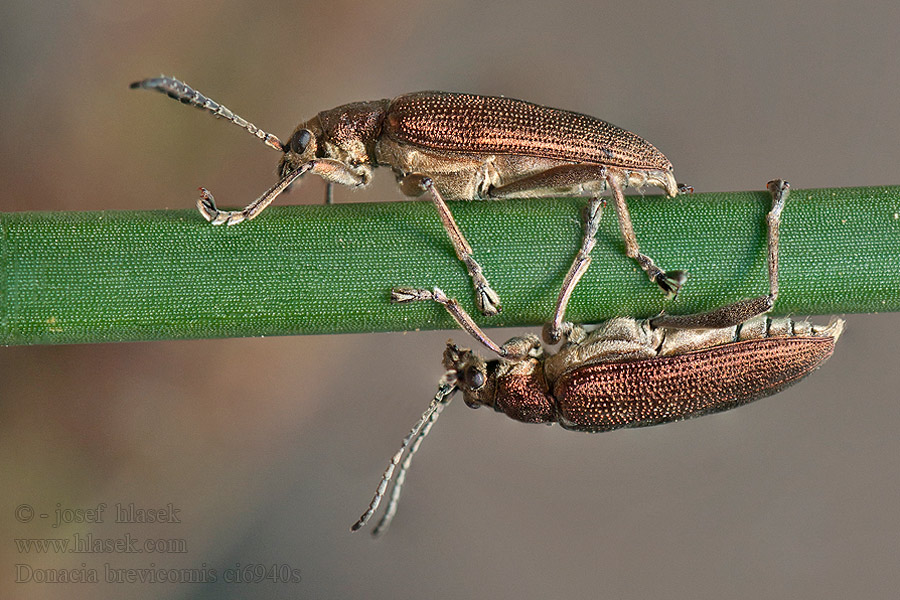 Donacia brevicornis