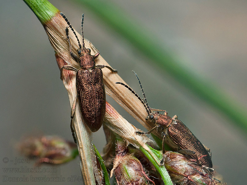 Donacia brevicornis